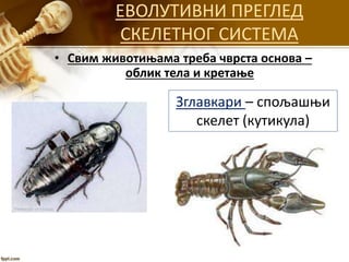 ЕВОЛУТИВНИ ПРЕГЛЕД
СКЕЛЕТНОГ СИСТЕМА
• Свим животињама треба чврста основа –
облик тела и кретање
Зглавкари – спољашњи
скелет (кутикула)
 