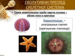 ЕВОЛУТИВНИ ПРЕГЛЕД
СКЕЛЕТНОГ СИСТЕМА
• Свим животињама треба чврста основа –
облик тела и кретање
Бодљокошци –
унутрашњи скелет
(кречњачке плочице)
 