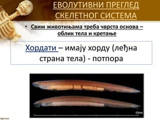 ЕВОЛУТИВНИ ПРЕГЛЕД
СКЕЛЕТНОГ СИСТЕМА
• Свим животињама треба чврста основа –
облик тела и кретање
Хордати – имају хорду (леђна
страна тела) - потпора
 
