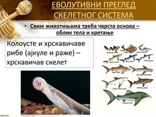 ЕВОЛУТИВНИ ПРЕГЛЕД
СКЕЛЕТНОГ СИСТЕМА
• Свим животињама треба чврста основа –
облик тела и кретање
Колоусте и хрскавичаве
рибе (ајкуле и раже) –
хрскавичав скелет
 