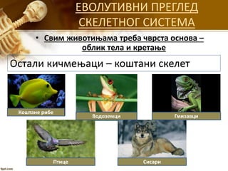 ЕВОЛУТИВНИ ПРЕГЛЕД
СКЕЛЕТНОГ СИСТЕМА
• Свим животињама треба чврста основа –
облик тела и кретање
Остали кичмењаци – коштани скелет
Коштане рибе
Водоземци Гмизавци
Птице Сисари
 