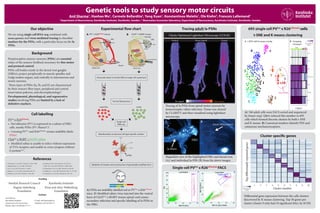 Genetic tools to study sensory motor circuits
Anil Sharma1
, Haohao Wu1
, Carmelo Bellardita2
, Yang Xuan1
, Konstantinos Meletis1
, Ole Kiehn2
, Francois Lallemend1
1
Department of Neuroscience, Karolinska Institutet, Stockholm, Sweden ; 2
Mammalian locomotor laboratory, Department of Neuroscience, Karolinska Institutet, Stockholm, Sweden
Cluster specific genes
695 single cell PVCre
x R26tdTomato
cells
t-SNE and K means clustering
References
1.	de Nooij, J.C., et al. 2013. Neuron 77, 1055–1068
2.	Hippenmeyer, S., et al. 2005. PLoS Biol 3
3.	Lee, J., et al. 2012. PLoS One 7, e45551
4.	Stepien, A.E., et al. 2010. Neuron 68, 456-472
5.	Takatoh, J., et al. 2013. Neuron 77, 346–360
6.	Usoskin, D. 2015. Nat. Neurosci. 18, 145-153
7.	Wall, N.R., et al. 2010. PNAS 107, 21848-21853
8.	Wickersham, I.R., et al. 2007. Neuron 53, 639-647
9.	Windhorst, U., et al. 2007. Brain Res. Bull. 73, 155-202
10.	Zampieri, N., et al. 2014. Neuron 81, 766–778
Experimental flow chart
Background
Proprioceptive sensory neurons (PSNs) are essential
relays of the sensory feedback necessary for fine motor
and postural control.
PSNs cell bodies reside in the dorsal root ganglia
(DRGs), project peripherally to muscle spindles and
Golgi tendon organs, and centrally to interneurons and
motor neurons.
Three types of PSNs (Ia, Ib, and II) are characterised
by their sensory fibre types, peripheral and central
innervation patterns, and electrophysiology8
.
Developmental, physiological, and regenerative
studies involving PSNs are limited by a lack of
definitive markers.
Our objective
We are using single cell RNA-seq combined with
mouse genetics and virus mediated tracing to elucidate
markers for the PSNs, with a particular focus on the Ia
PSNs.
Cell labelling
PVcre
x R26tdTomato
:
•	 Parvalbumin (PV) is expressed in a subset of DRG
cells, mostly PSNs (PV+
/Runx3+
)1
.
•	 Crossing PVCre
and R26tdTomato
strains indelibly labels
PSNs2
.
ChatCre
x RGθT + EGFP-rabies:
•	 Modified rabies is unable to infect without expression
of TVA receptor, and unable to cross synapses without
G protein3,6,7
.
Tracing adult Ia PSNs
A) PSNs are indelibly labelled red in PVCre
x R26tdTomato
mice. B) Modified rabies virus injected into the ventral
horn of ChATCre
x RGΦT mouse spinal cord causes
secondary infection and specific labelling of Ia PSNs in
the DRG.
Tracing of Ia PSNs from spinal motor neurons by
monosynaptic rabies infection. Tissue was cleared
by CLARITY and then visualised using lightsheet
microscopy.
Magnified view of the highlighted DRG and dorsal root
(A), and individual Ia PSN (B) from the above images.
Single cell PVCre
x R26tdTomato
FACS
A) 768 adult cells were FACS sorted and sequenced
by Smart-seq2. Q&A reduced this number to 695
cells which formed discrete clusters by both t-SNE
and K means. B) Canonical markers identify PSN and
cutaneous mechanoreceptors.
Differential gene expression between the cells clusters
discovered by K means clustering. Top 50 genes per
cluster (cluster 9 only had 10 significant hits), by SCDE.
Funding
Swedish Research Council
Ragnar Söderberg
Foundation
Karolinska Institutet
Knut and Alice Wallenberg
Foundation
Contact
Anil Sharma
Karolinska Institutet
Department of Neuroscience
Retzius väg 8, Stockholm 171 77
E-mail: anil.sharma@ki.se
Telephone: 08-524 863 74
DRG
Clarity Optimised Lightsheet Microscopy (COLM)
No signal High signal
Ventral Dorso-lateral Dorsal
Cluster number
Topdifferentiallyexpressedgenes
1 2 3 4 5 6 7 8 9 10
-3 -2 -1 0 1 2 3
Gene expression
Z-score
2 4 6 8
Cluster
1 2 3 4 5 6
Etv1
Whirlin
Runx3
Parvalbumin
TrkC
TrkB
TrkA
7 8 9 10
Log2
counts per
million
A t-SNE with K means overlay B Grouping
of clusters
PSNs Cut.?
2
10
9
8
7
64
3
5
1
Non PSNs
DRG
A
Ia fibers
Axon bifurcation
B
Muscle
MS
GTO
DRG
Motor
neurons
Interneurons
Ia PSN
Ib PSN
II PSN
II PSN
Spinal cord
PVCre
x R26tdTomato
mouseA B
Interneurons
Secondary
rabies
infection
EnvA-ΔG-EGFP-Rabies
DRG
Ib PSN
Ia PSN
ChAT+ Motor
neurons
Spinal cord
ChATCre
x RGΦT mouse
+ EGFP-rabies tracing
PCA1
PCA2
PCA3
Ia PSNs
5’UTR GENE IRES-venus-pA TTX IRES-cherry-pA
5’UTR GENE IRES-Cre 3’ UTR
Ia/Ib/II PSNs Ia PSNs
Dissociate adult (3 month) DRG to single cell suspension
Sort by fluorescence
Single cell
RNA-seq
Bioinformatics to discover cell type specific markers
Validation of markers and construction of genetically modified mice
 