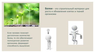 Белки – это строительный материал для
роста и обновления клеток и тканей
организма
Если человек получает
достаточное количество
белка, то это обеспечивает
полноценное развитие
организма, формирует
способность мышления
 