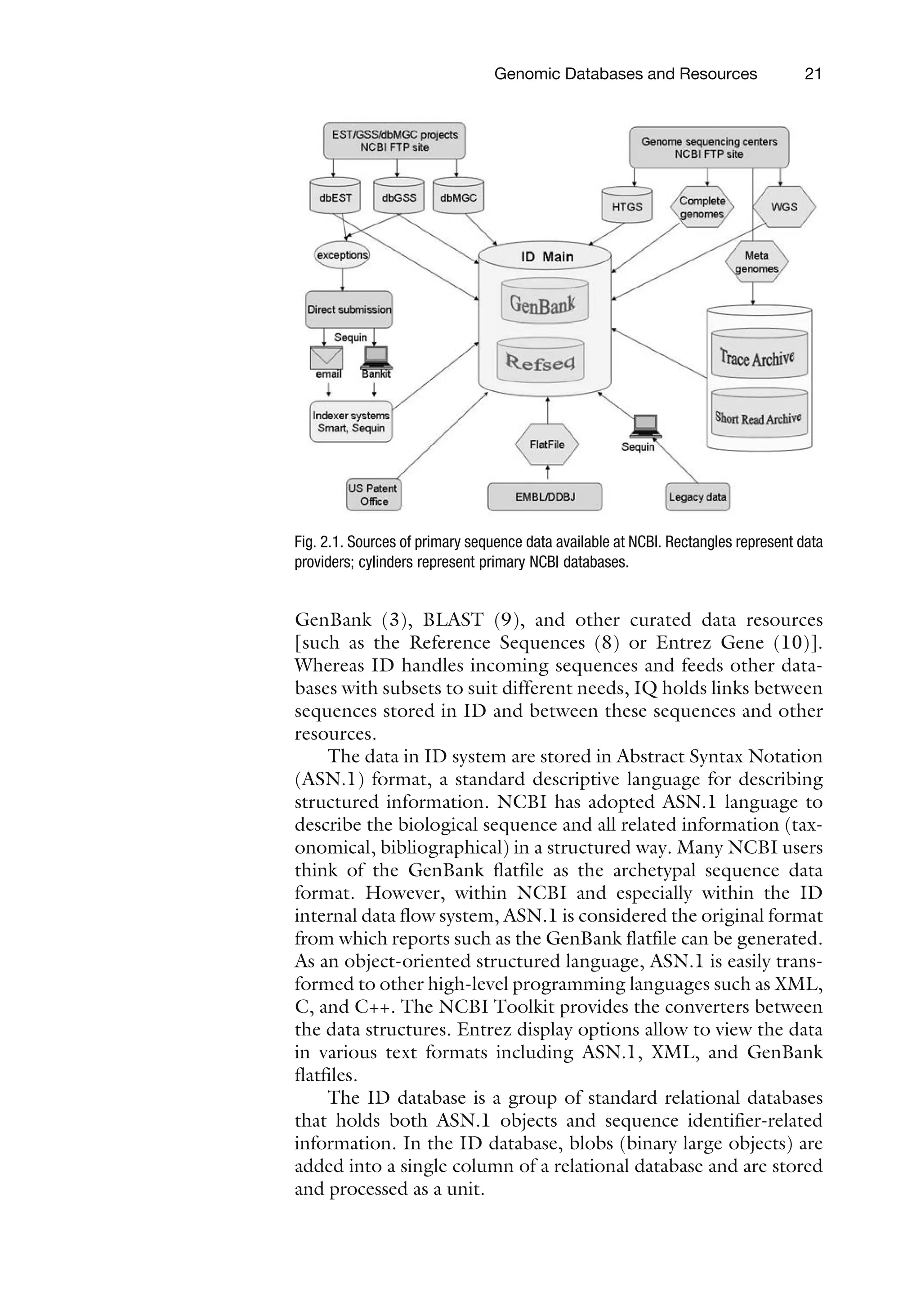 GenBank (3), BLAST (9), and other curated data resources
[such as the Reference Sequences (8) or Entrez Gene (10)].
Whereas ID handles incoming sequences and feeds other data-
bases with subsets to suit different needs, IQ holds links between
sequences stored in ID and between these sequences and other
resources.
The data in ID system are stored in Abstract Syntax Notation
(ASN.1) format, a standard descriptive language for describing
structured information. NCBI has adopted ASN.1 language to
describe the biological sequence and all related information (tax-
onomical, bibliographical) in a structured way. Many NCBI users
think of the GenBank flatfile as the archetypal sequence data
format. However, within NCBI and especially within the ID
internal data flow system, ASN.1 is considered the original format
from which reports such as the GenBank flatfile can be generated.
As an object-oriented structured language, ASN.1 is easily trans-
formed to other high-level programming languages such as XML,
C, and C++. The NCBI Toolkit provides the converters between
the data structures. Entrez display options allow to view the data
in various text formats including ASN.1, XML, and GenBank
flatfiles.
The ID database is a group of standard relational databases
that holds both ASN.1 objects and sequence identifier-related
information. In the ID database, blobs (binary large objects) are
added into a single column of a relational database and are stored
and processed as a unit.
Fig. 2.1. Sources of primary sequence data available at NCBI. Rectangles represent data
providers; cylinders represent primary NCBI databases.
Genomic Databases and Resources 21
 