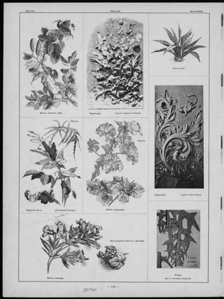 В ѣ тки зеленаго дуба.
Барельеф ъ. Скульпт. Franz Zelezny.
В ѣ тка олеандра.
Б арельеф ъ.
3 0 *4 0
 