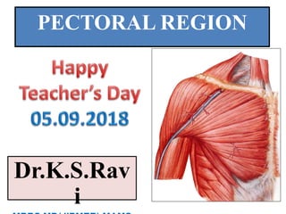 PECTORAL REGION
Dr.K.S.Rav
i
 