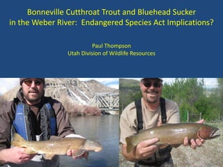 Bonneville Cutthroat Trout and Bluehead Sucker
in the Weber River: Endangered Species Act Implications?
Paul Thompson
Utah Division of Wildlife Resources
 