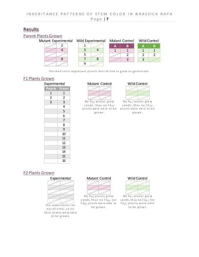 Brassica rapa plant image