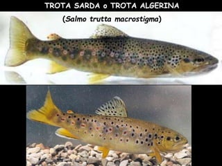 TROTA SARDA o TROTA ALGERINA
(Salmo trutta macrostigma)
 