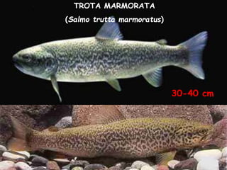 TROTA MARMORATA
(Salmo trutta marmoratus)
30-40 cm
 