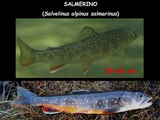 SALMERINO
(Salvelinus alpinus salmarinus)
50-60 cm
 
