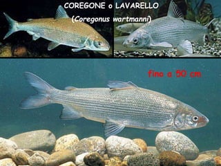 COREGONE o LAVARELLO
(Coregonus wartmanni)
fino a 50 cm
 