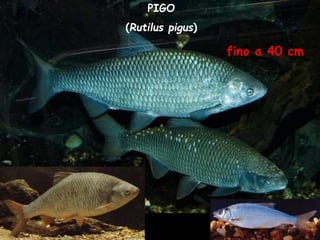 PIGO
(Rutilus pigus)
fino a 40 cm
 
