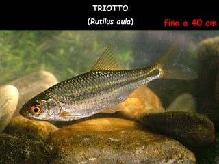 TRIOTTO
(Rutilus aula) fino a 40 cm
 