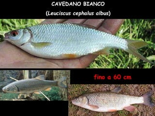 CAVEDANO BIANCO
(Leuciscus cephalus albus)
fino a 60 cm
 