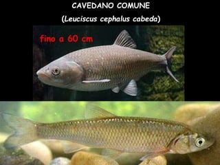 CAVEDANO COMUNE
(Leuciscus cephalus cabeda)
fino a 60 cm
 