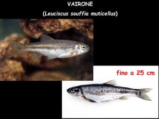 VAIRONE
(Leuciscus souffia muticellus)
fino a 25 cm
 