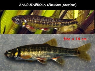 SANGUINEROLA (Phoxinus phoxinus)
fino a 14 cm
 