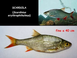 SCARDOLA
(Scardinius
erythrophthalmus)
fino a 40 cm
 