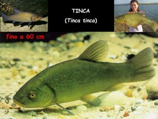 TINCA
(Tinca tinca)
fino a 60 cm
 
