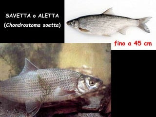 SAVETTA o ALETTA
(Chondrostoma soetta)
fino a 45 cm
 