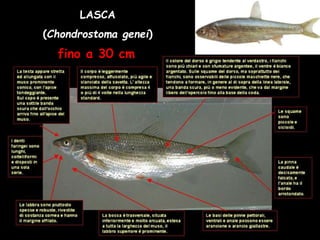 LASCA
(Chondrostoma genei)
fino a 30 cm
 