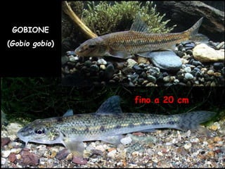 GOBIONE
(Gobio gobio)
fino a 20 cm
 
