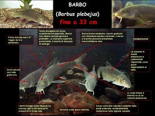 BARBO
(Barbus plebejus)
fino a 33 cm
 
