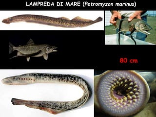 LAMPREDA DI MARE (Petromyzon marinus)
80 cm
 