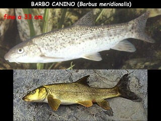 BARBO CANINO (Barbus meridionalis)
fino a 33 cm
 
