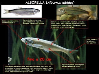 ALBORELLA (Alburnus albidus)
fino a 20 cm
 