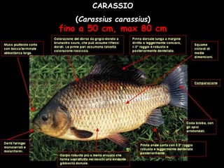 CARASSIO
(Carassius carassius)
fino a 50 cm, max 80 cm
 