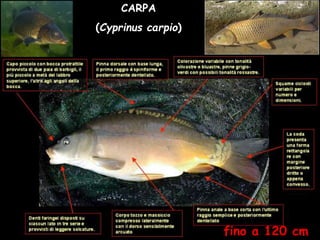 CARPA
(Cyprinus carpio)
fino a 120 cm
 