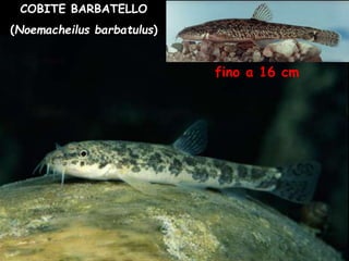 COBITE BARBATELLO
(Noemacheilus barbatulus)
fino a 16 cm
 