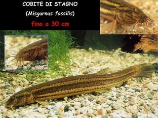 COBITE DI STAGNO
(Misgurnus fossilis)
fino a 30 cm
 