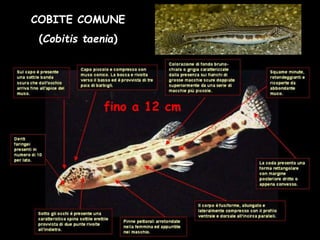 COBITE COMUNE
(Cobitis taenia)
fino a 12 cm
 