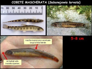 COBITE MASCHERATA (Sabanejewia larvata)
5-8 cm
 