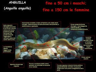 ANGUILLA
(Anguilla anguilla)
fino a 50 cm i maschi;
fino a 150 cm le femmine
 