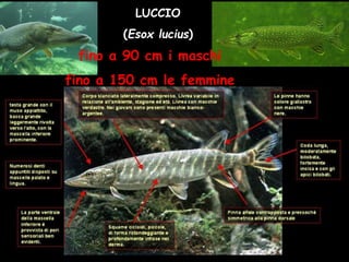 LUCCIO
(Esox lucius)
fino a 90 cm i maschi
fino a 150 cm le femmine
 