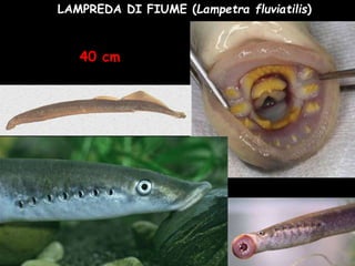 LAMPREDA DI FIUME (Lampetra fluviatilis)
40 cm
 