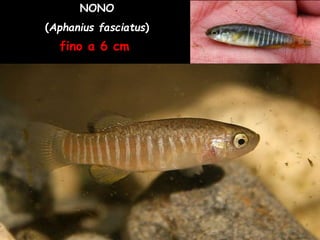 NONO
(Aphanius fasciatus)
fino a 6 cm
 
