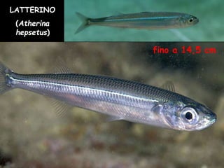 fino a 14,5 cm
LATTERINO
(Atherina
hepsetus)
 