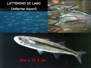 LATTERINO DI LAGO
(Atherina boyeri)
fino a 12,5 cm
 