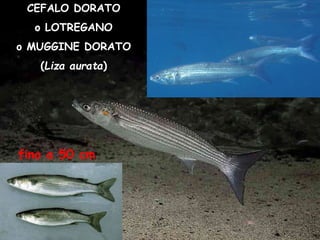 CEFALO DORATO
o LOTREGANO
o MUGGINE DORATO
(Liza aurata)
fino a 50 cm
 