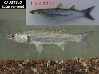 CAUSTELO
(Liza ramada)
fino a 50 cm
 