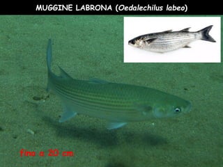 MUGGINE LABRONA (Oedalechilus labeo)
fino a 20 cm
 