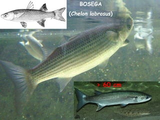 BOSEGA
(Chelon labrosus)
> 60 cm
 