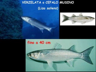 VERZELATA o CEFALO MUSINO
(Liza saliens)
fino a 40 cm
 