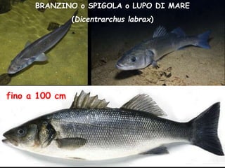 BRANZINO o SPIGOLA o LUPO DI MARE
(Dicentrarchus labrax)
fino a 100 cm
 