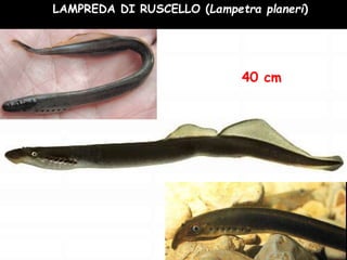 LAMPREDA DI RUSCELLO (Lampetra planeri)
40 cm
 
